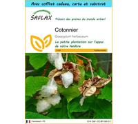 SAFLAX Ensemble-cadeau - Cotonnier - 12 graines - Gossypium