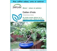 SAFLAX Ensemble-cadeau - Dattier d'Inde - 4 graines - Tamarindus