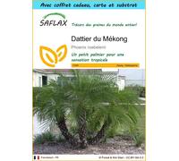 SAFLAX Ensemble-cadeau - Dattier du Mékong - 25 graines - Phoenix