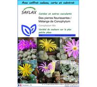 SAFLAX Ensemble-cadeau - Des pierres fleurissantes / Mélange de Conophytum - 40 graines - Conophytum