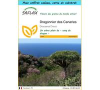 SAFLAX Ensemble-cadeau - Dragonnier des Canaries - 5 graines - Dracaena
