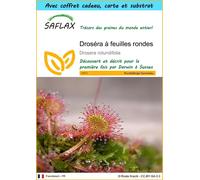 SAFLAX Ensemble-cadeau - Droséra à feuilles rondes - 50 graines - Drosera