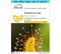 SAFLAX Ensemble-cadeau - Droséra du Cap - 200 graines - Drosera