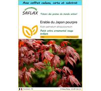 SAFLAX Ensemble-cadeau - Erable du Japon pourpre - 20 graines - Acer