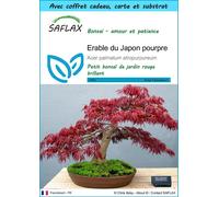 SAFLAX Ensemble-cadeau - Erable du Japon pourpre - 20 graines - Acer
