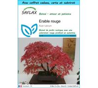 SAFLAX Ensemble-cadeau - Erable rouge - 20 graines - Acer