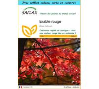 SAFLAX Ensemble-cadeau - Erable rouge - 20 graines - Acer
