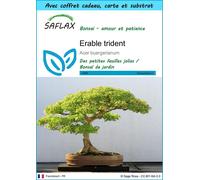 SAFLAX Ensemble-cadeau - Erable trident - 30 graines - Acer