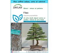 SAFLAX Ensemble-cadeau - Filao - 200 graines - Casuarina