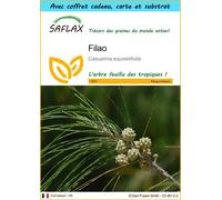 SAFLAX Ensemble-cadeau - Filao - 200 graines - Casuarina