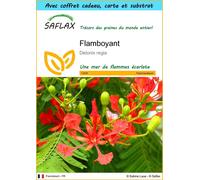 SAFLAX Ensemble-cadeau - Flamboyant - 6 graines - Delonix