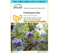 SAFLAX Ensemble-cadeau - Flamboyant bleu - 50 graines - Jacaranda