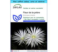 SAFLAX Ensemble-cadeau - Fleur de la prière - 40 graines - Echinopsis