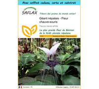 SAFLAX Ensemble-cadeau - Géant népalais - Fleur chauve-souris - 10 graines - Tacca