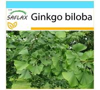 SAFLAX - Ensemble-cadeau - Ginkgo - 4 graines - Avec coffret cadeau, étiquette d'expédition, carte cadeau et substrat de culture - Ginkgo biloba