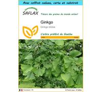 SAFLAX Ensemble-cadeau - Ginkgo - 4 graines - Ginkgo