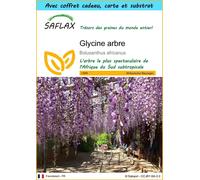 SAFLAX Ensemble-cadeau - Glycine arbre - 15 graines - Bolusanthus