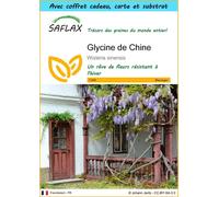 SAFLAX Ensemble-cadeau - Glycine de Chine - 4 graines - Wisteria