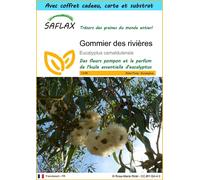 SAFLAX Ensemble-cadeau - Gommier des rivières - 200 graines - Eucalyptus