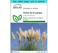 SAFLAX Ensemble-cadeau - Herbe de la pampa - 200 graines - Cortaderia
