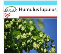 SAFLAX - Ensemble-cadeau - Houblon - 50 graines - Avec coffret cadeau, étiquette d'expédition, carte cadeau et substrat de culture - Humulus lupulus