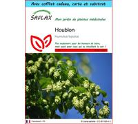 SAFLAX Ensemble-cadeau - Houblon - 50 graines - Humulus