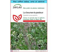SAFLAX Ensemble-cadeau - La bourse-à-pasteur - 1000 graines - Capsella