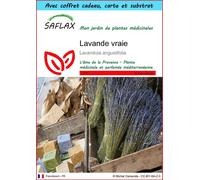 SAFLAX Ensemble-cadeau - Lavande vraie - 150 graines - Lavandula