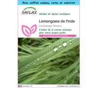 SAFLAX Ensemble-cadeau - Lemongrass de l'Inde - 50 graines - Cymbopogon