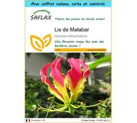 SAFLAX Ensemble-cadeau - Lis de Malabar - 15 graines - Gloriosa