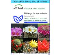 SAFLAX Ensemble-cadeau - Mélange de Mammillaria - 40 graines - Mammilaria