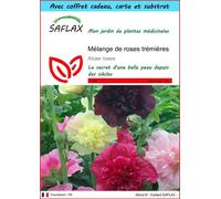 SAFLAX Ensemble-cadeau - Mélange de roses trémières - 100 graines - Alcea