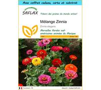 SAFLAX Ensemble-cadeau - Mélange Zinnia - 50 graines - Zinnia