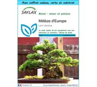 SAFLAX Ensemble-cadeau - Mélèze d'Europe - 75 graines - Larix