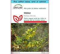 SAFLAX Ensemble-cadeau - Mélilot - 250 graines - Melilotus