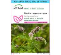 SAFLAX Ensemble-cadeau - Menthe mexicaine nana - 500 graines - Mentha