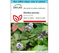 SAFLAX Ensemble-cadeau - Menthe poivrée - 300 graines - Mentha