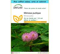 SAFLAX Ensemble-cadeau - Mimosa pudique - 70 graines - Mimosa