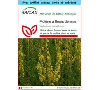 SAFLAX Ensemble-cadeau - Molène à fleurs denses - 500 graines - Verbascum