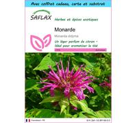 SAFLAX Ensemble-cadeau - Monarde - 20 graines - Monarda