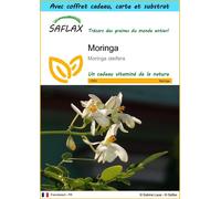 SAFLAX Ensemble-cadeau - Moringa - 10 graines - Moringa