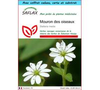 SAFLAX Ensemble-cadeau - Mouron des oiseaux - 1000 graines - Stellaria