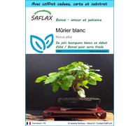 SAFLAX Ensemble-cadeau - Mûrier blanc - 200 graines - Morus