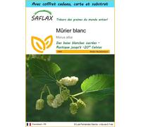 SAFLAX Ensemble-cadeau - Mûrier blanc - 200 graines - Morus