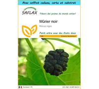 SAFLAX Ensemble-cadeau - Mûrier noir - 200 graines - Morus
