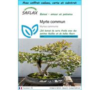 SAFLAX Ensemble-cadeau - Myrte commun - 30 graines - Myrtus