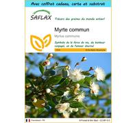 SAFLAX Ensemble-cadeau - Myrte commun - 30 graines - Myrtus