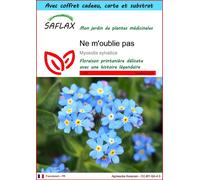 SAFLAX Ensemble-cadeau - Ne m'oublie pas - 150 graines - Myosotis