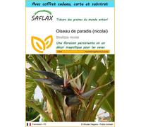 SAFLAX Ensemble-cadeau - Oiseau de paradis (nicolai) - 5 graines - Strelitzia