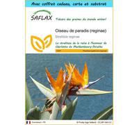 SAFLAX Ensemble-cadeau - Oiseau de paradis (reginae) - 5 graines - Strelitzia